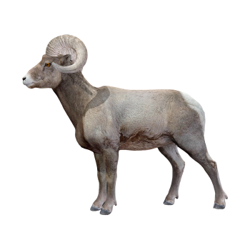 Canadian argali (3D animated model)
