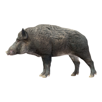 Wild Boar (3D animated model)