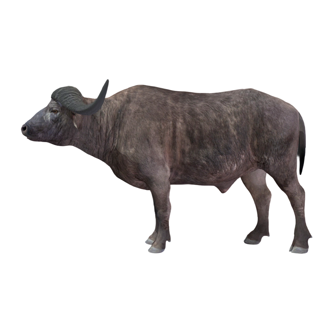Buffalo (3D animated model)