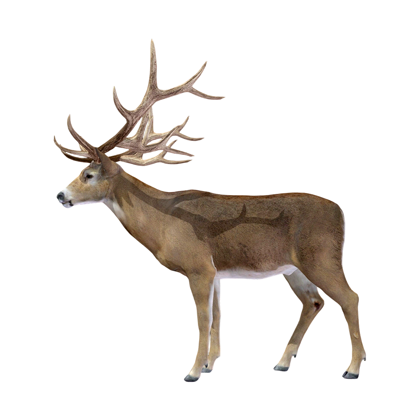 White-tailed deer (3D animated model)