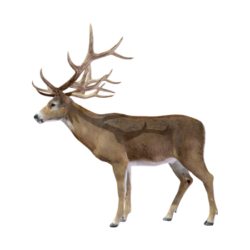 White-tailed deer (3D animated model)