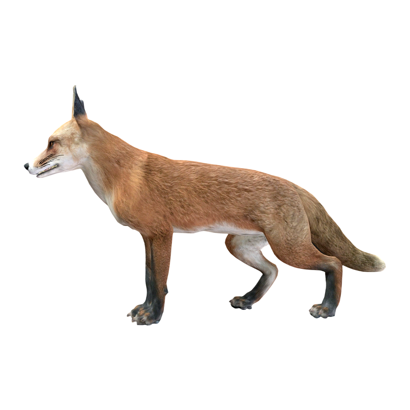 Red Fox (3D animated model)
