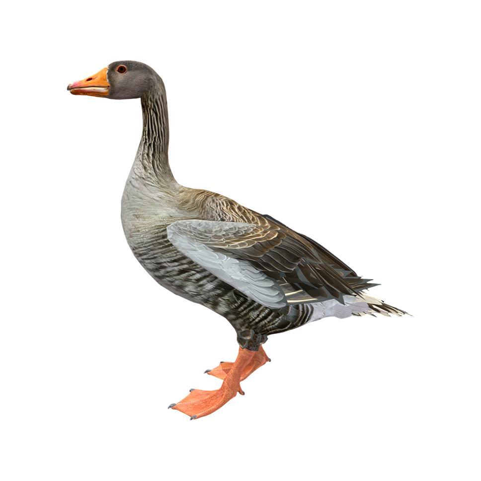 Wild Goose (3D animated model)