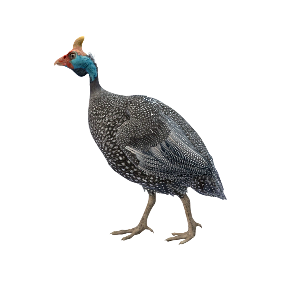 Guinea fowl (3D animated model)