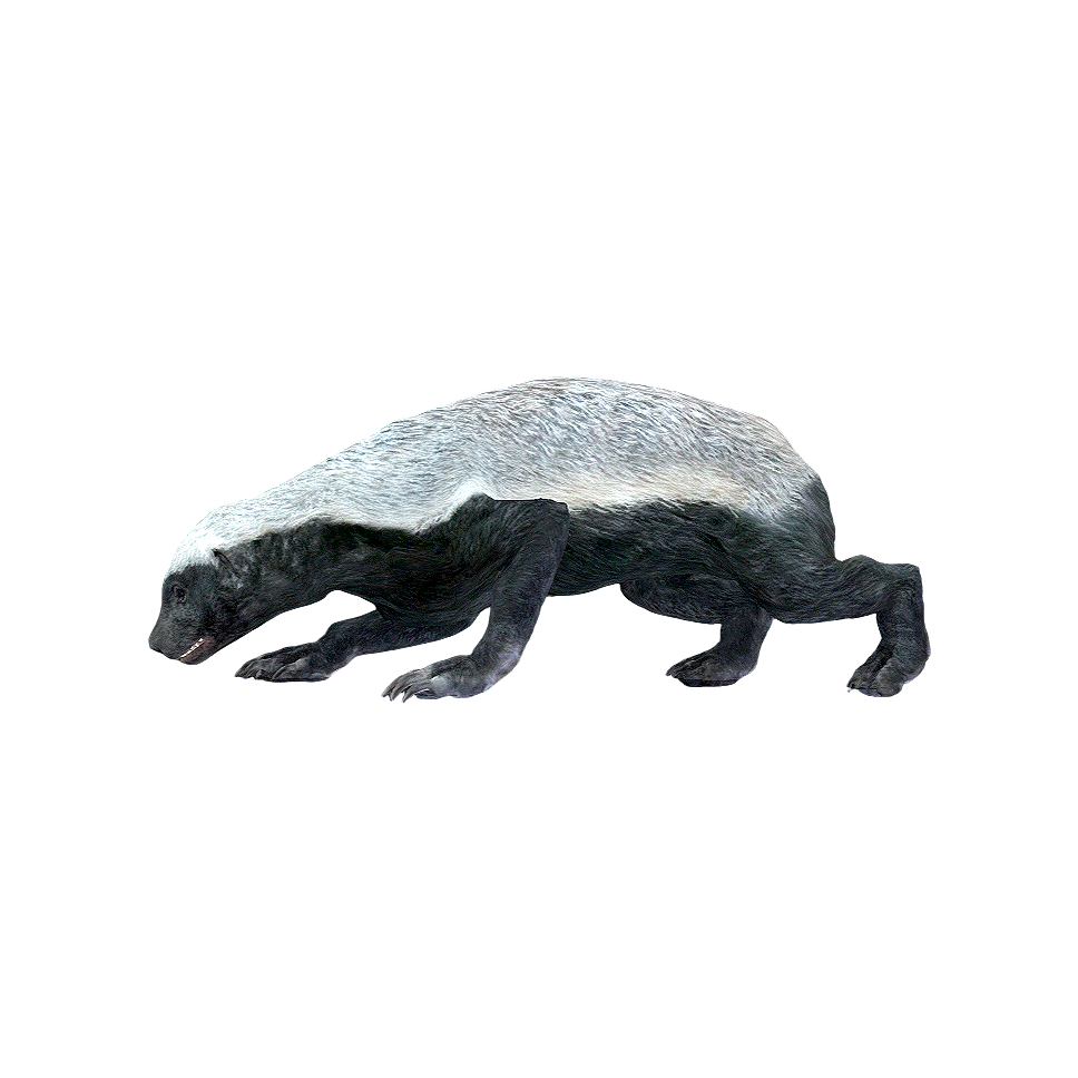 Honey Badger (3D animated model)