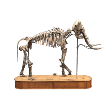 Mammoth