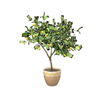 Potted Lemon Tree