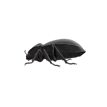 black beetle black beetle