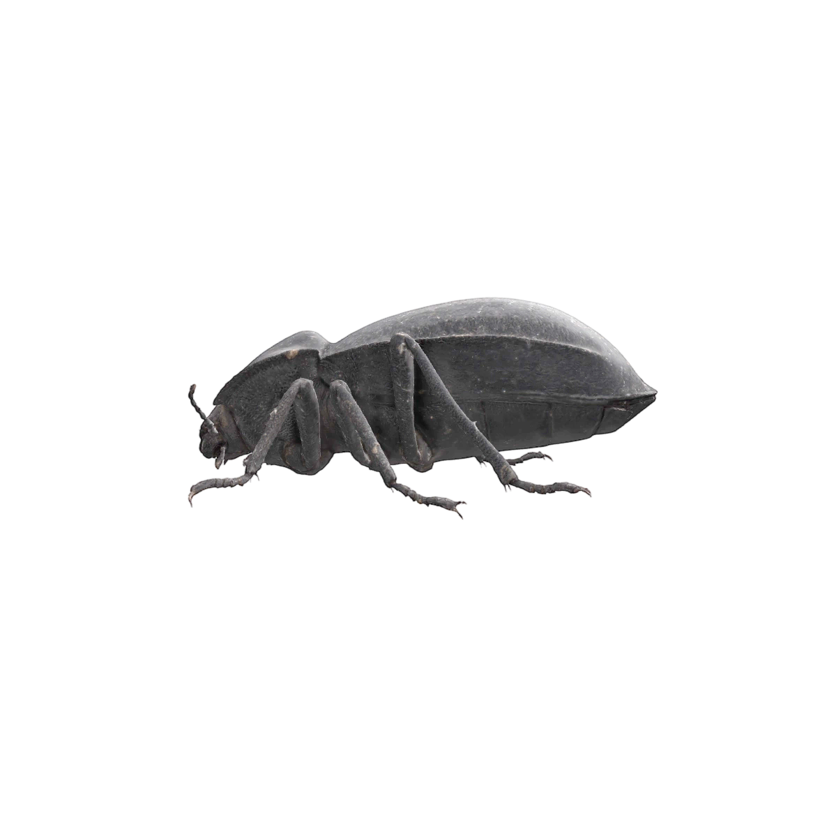 black beetle