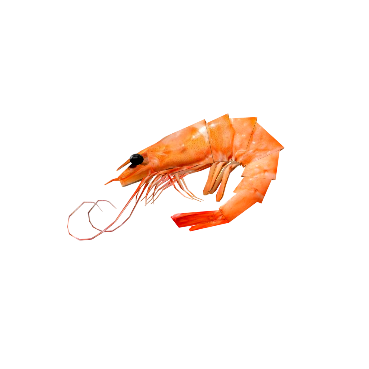 Shrimp