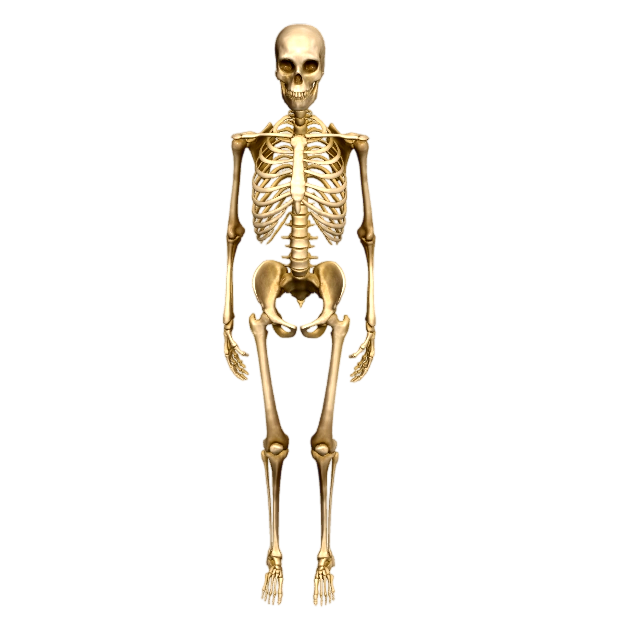 High Detail Human Bones