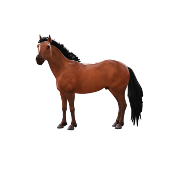 High Detail Brown Horse High Detail Brown Horse