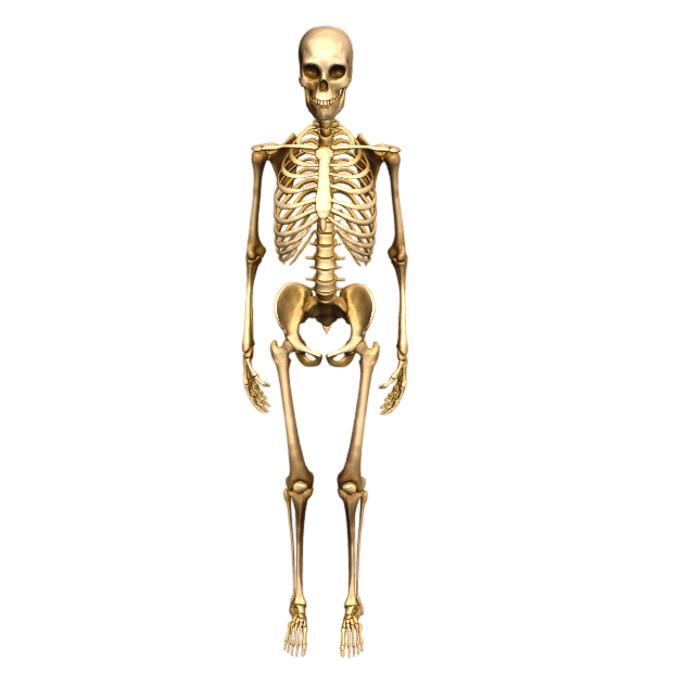 High Detail Human Bones