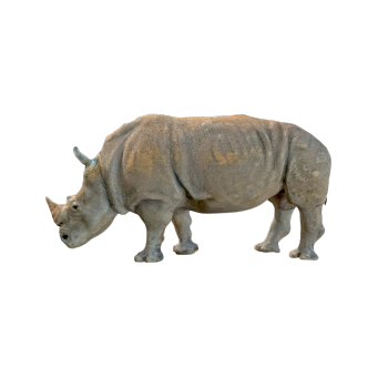 Rhino