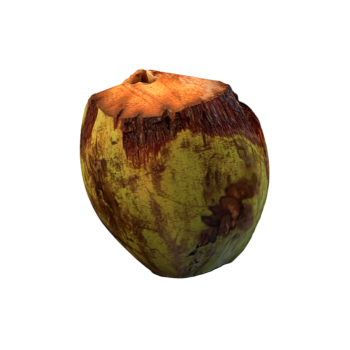 Coconut
