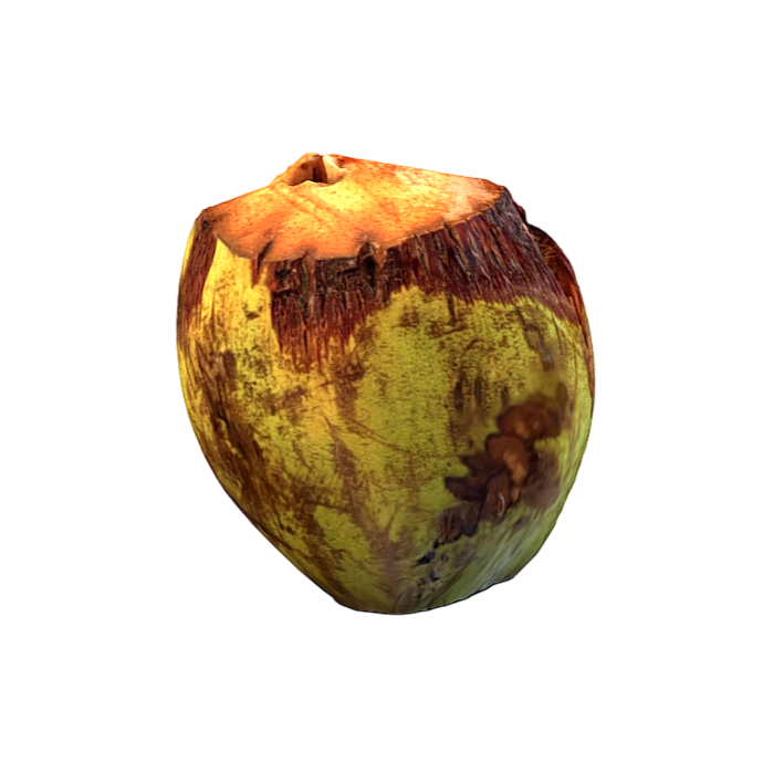 Coconut