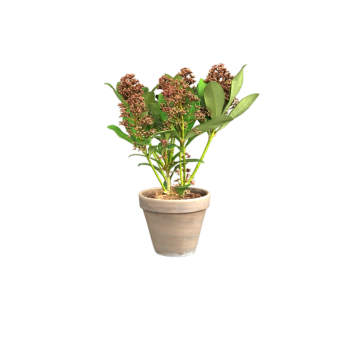 Japanese taro