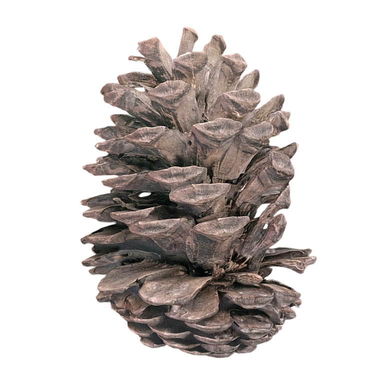 large pine cone