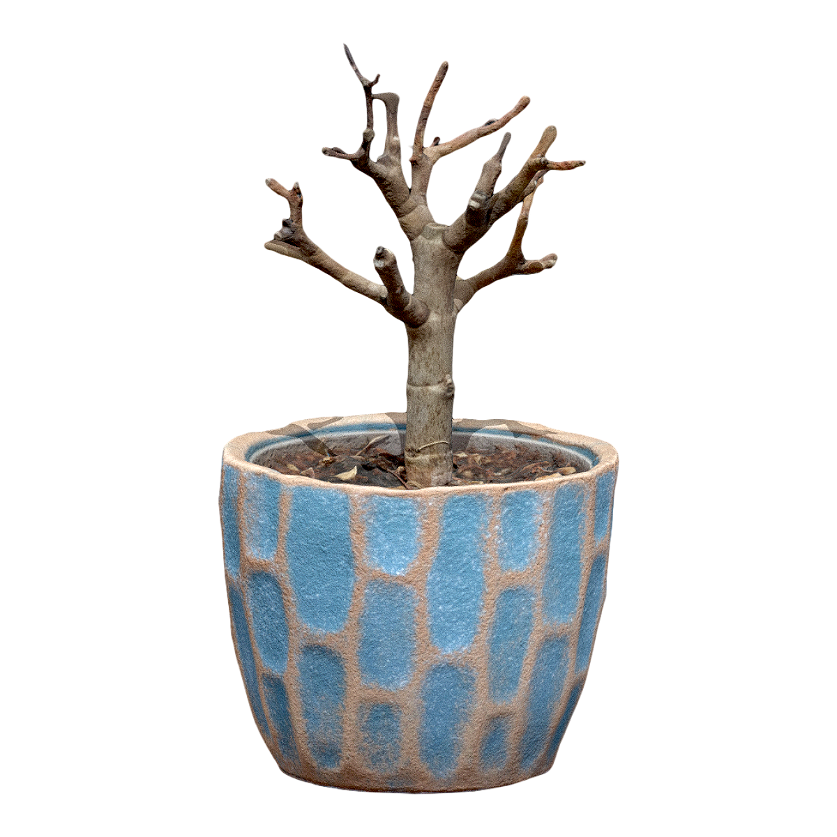 a potted plant without leaves