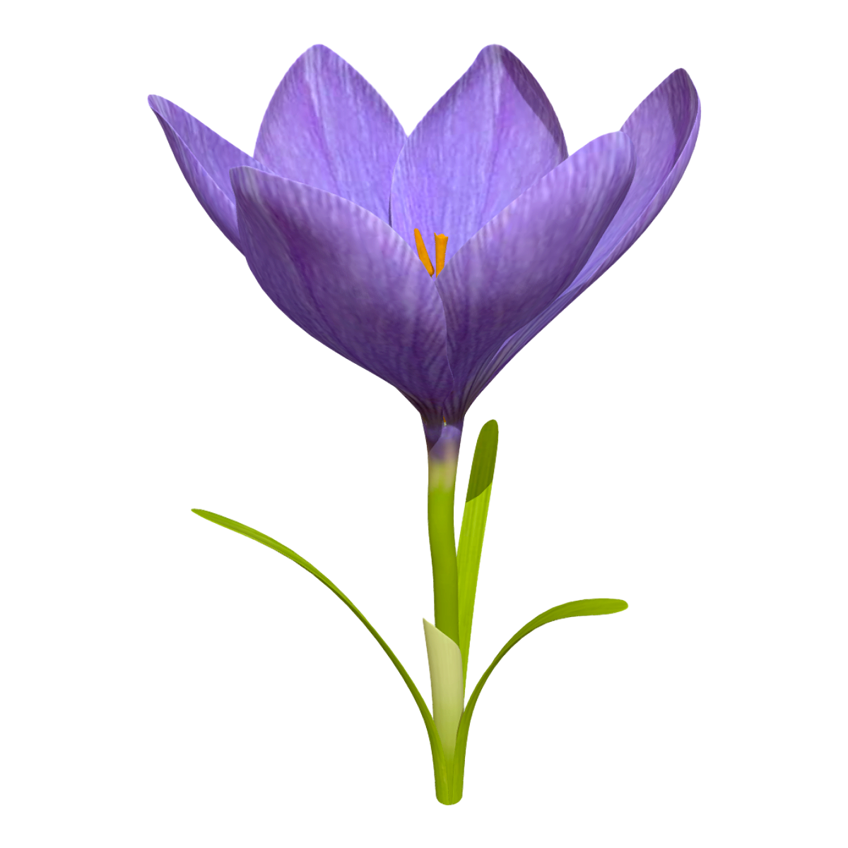 Crocus (Saffron)