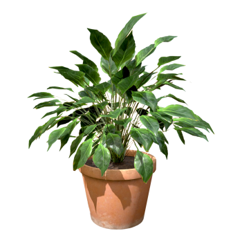 White Crane Taro Potted Plant Indoor White Palm Seedling Green Plant