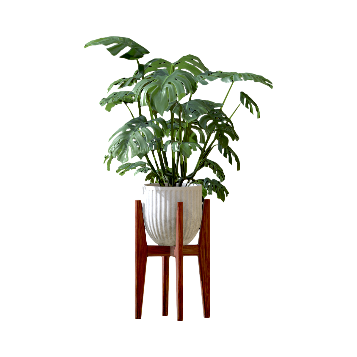 potted plant of bamboos