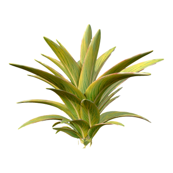 Phnom Penh Lily Bamboo