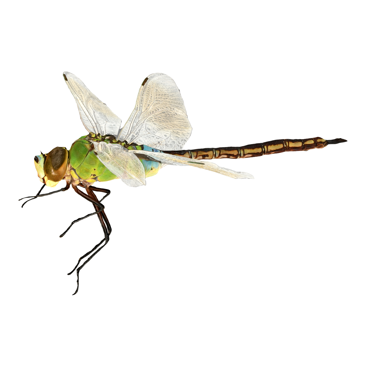 Dragonfly