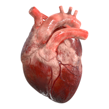 Human heart