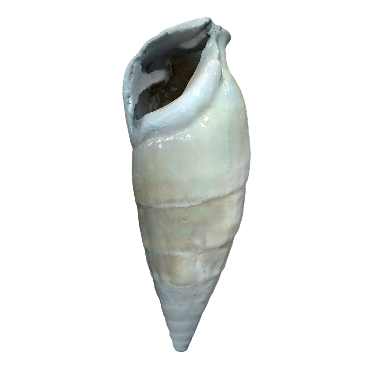 Frisian Snail Snail