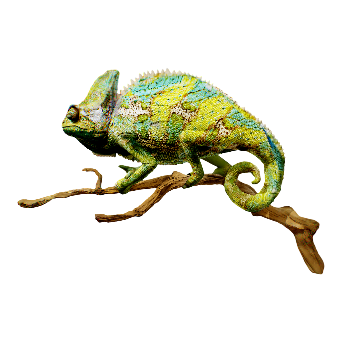chameleon