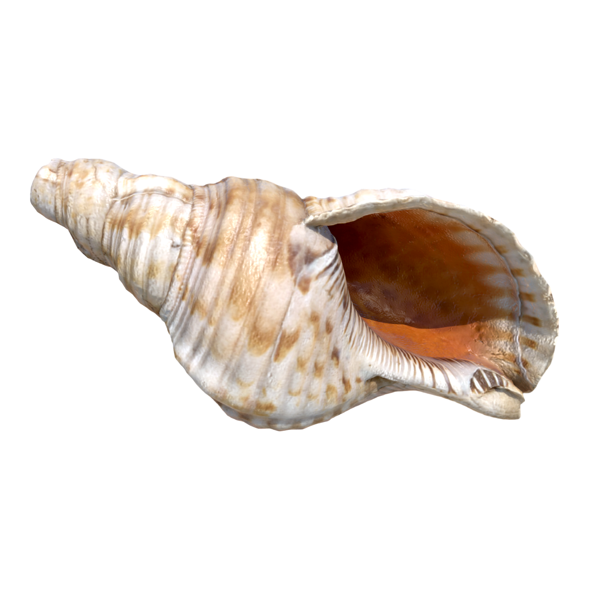 Conch