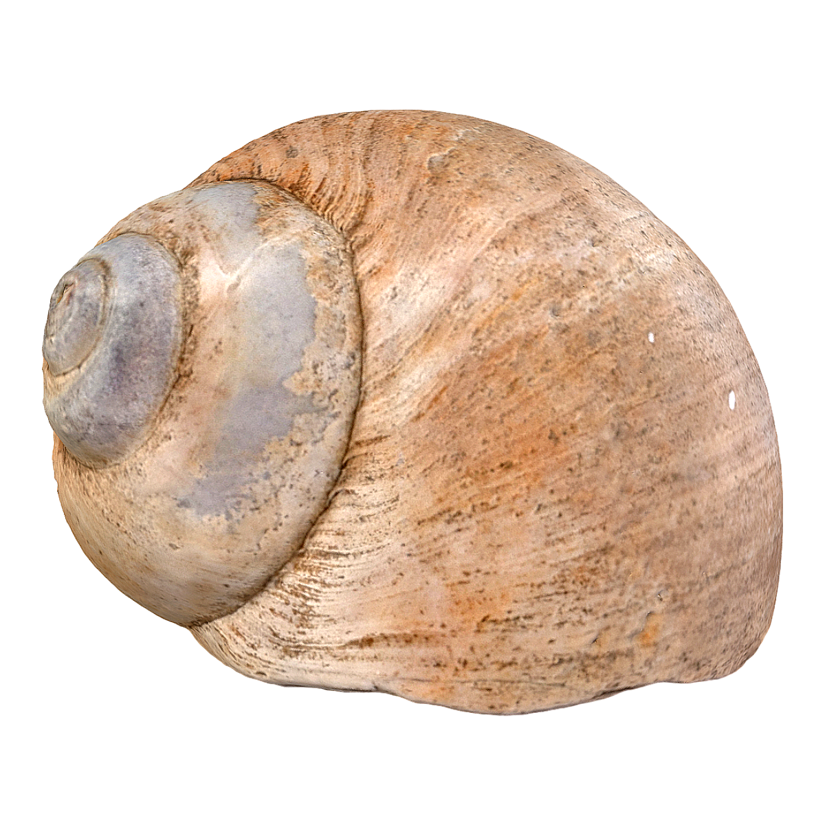 Snail shell (3D printed)