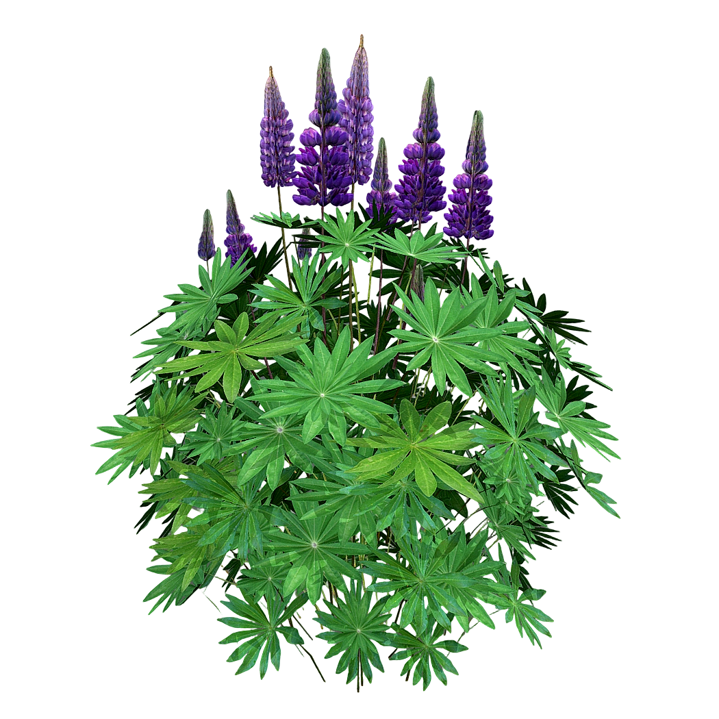 Lupine