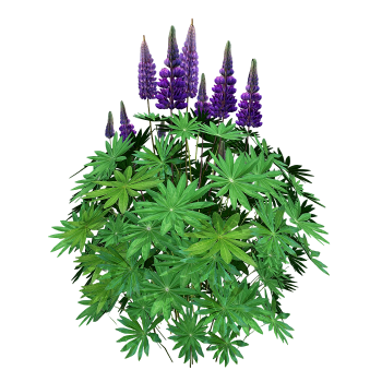 Lupine