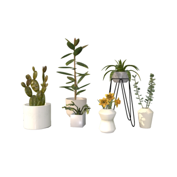 a group of indoor potted plants