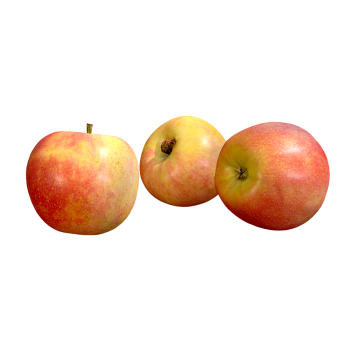 Gala Apple