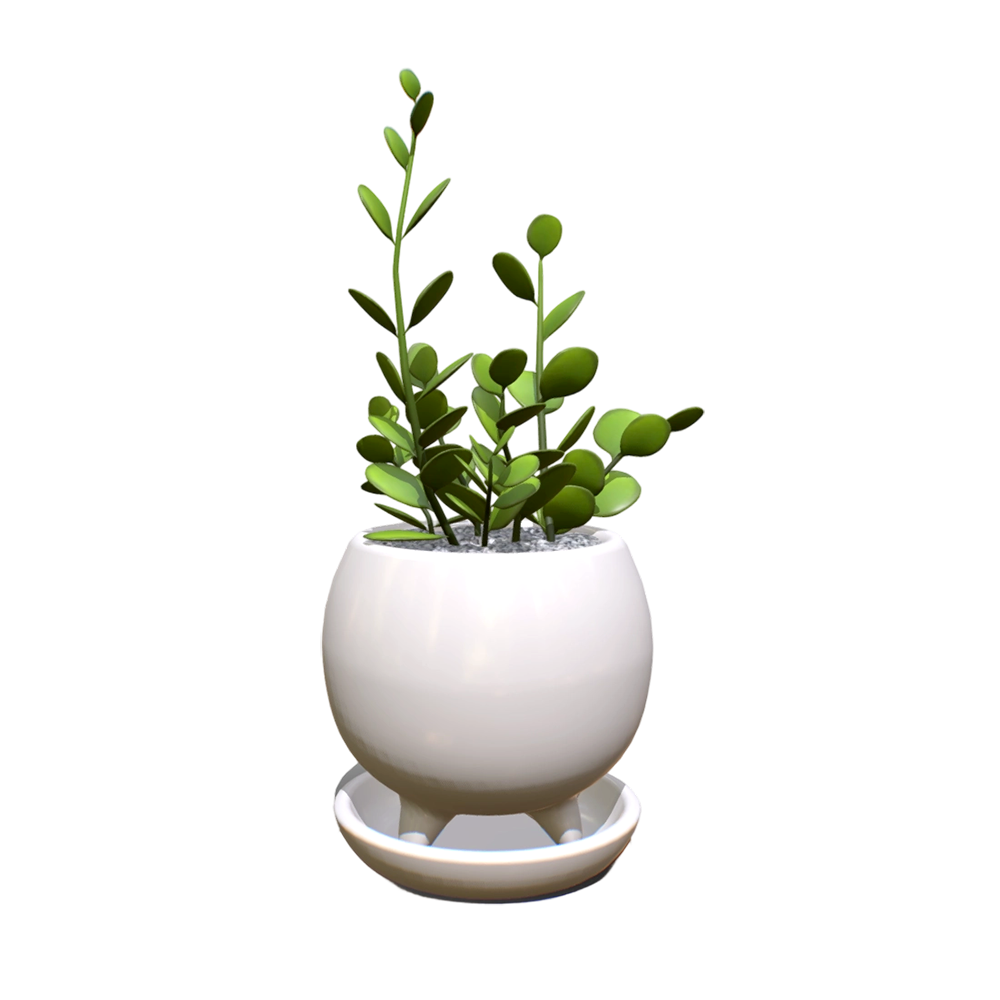 Silver dollar vine succulent potted plant