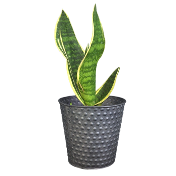 Phnom Penh Tiger Piran Potted Plant