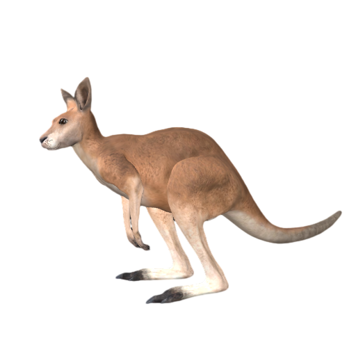 Kangaroo