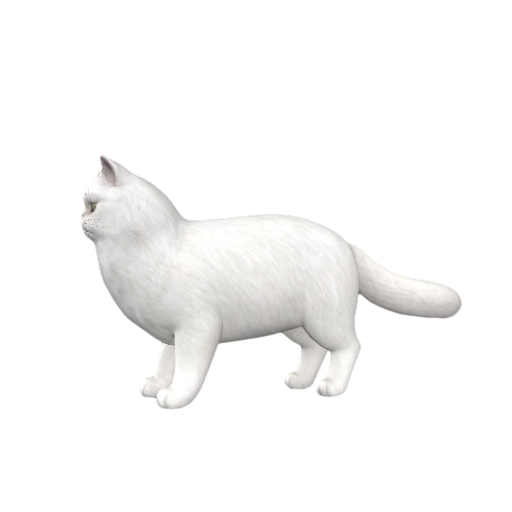 Persian Cat
