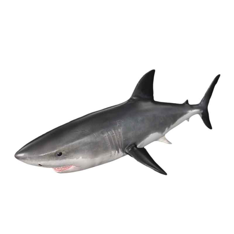 Modern Shark Realistic Animation AR Model