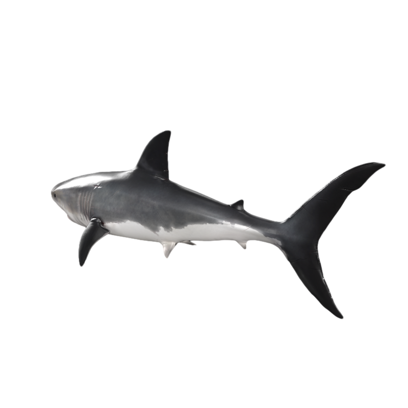 Modern Shark Realistic Animation AR Model