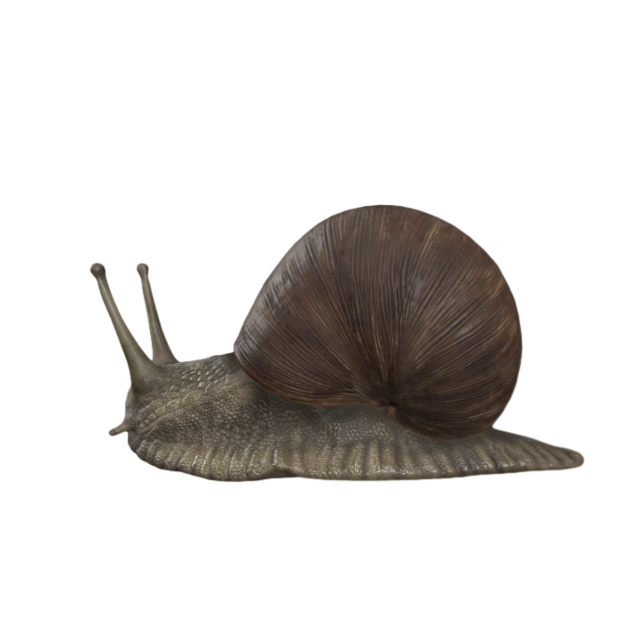 Snail with animation binding 3D model AR animation