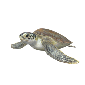Turtle Swimming 3D Animated AR Model