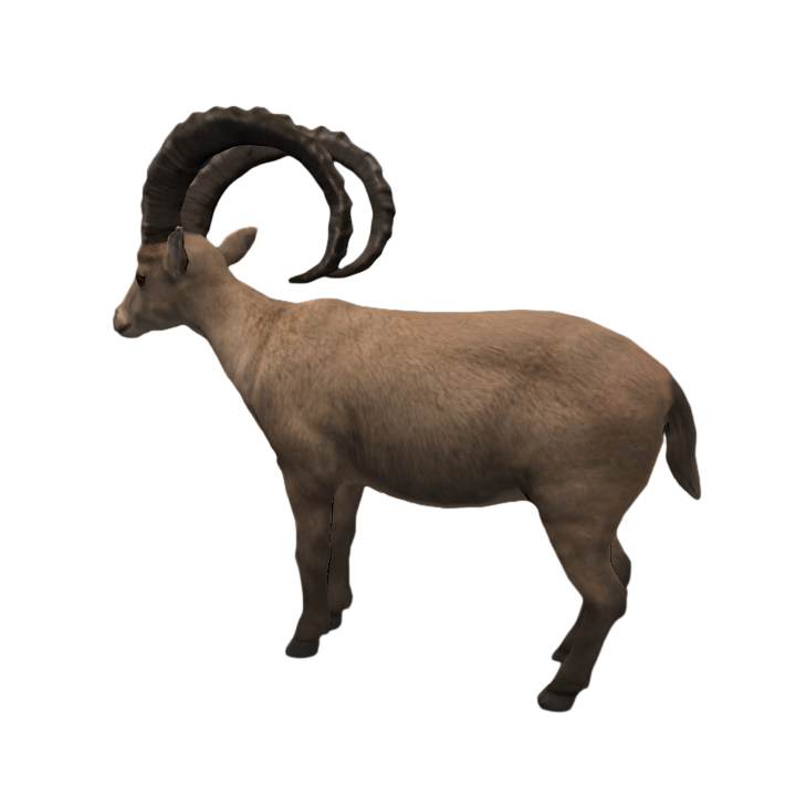 Realistic prairie long-horned antelope animation PBR model