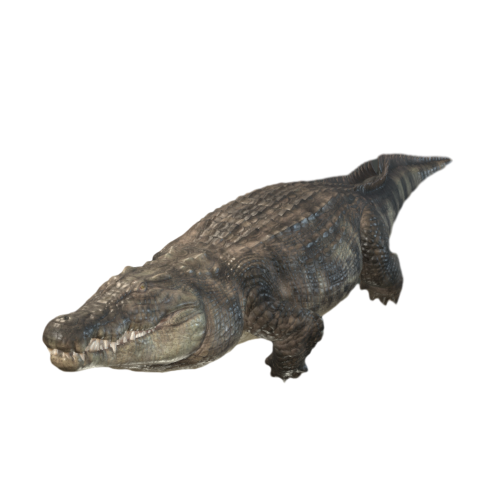 Ferocious Carnivorous AR Animation 3D Crocodile Animation