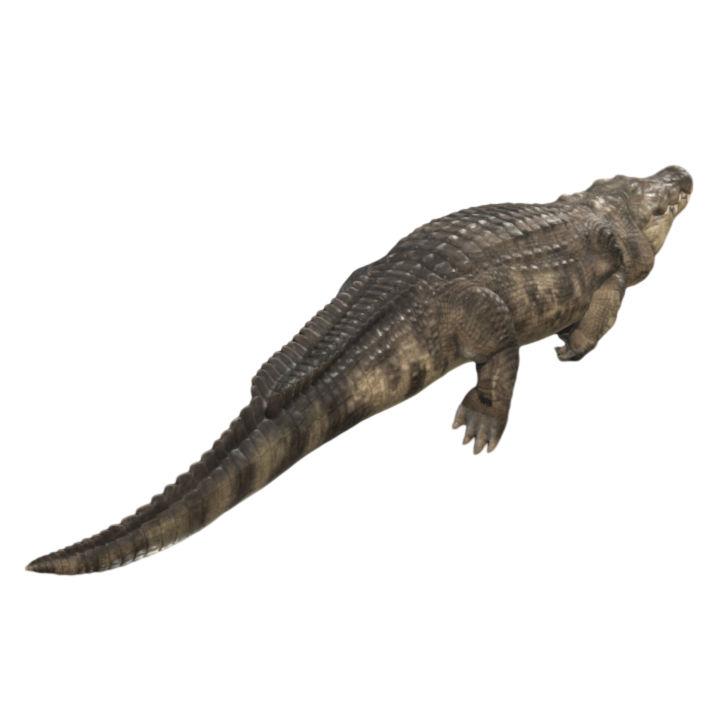 Ferocious Carnivorous AR Animation 3D Crocodile Animation