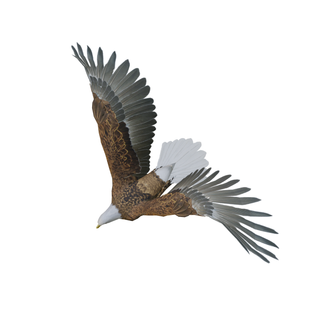 Flying Eagle Eagle Sculpture 3D animation model