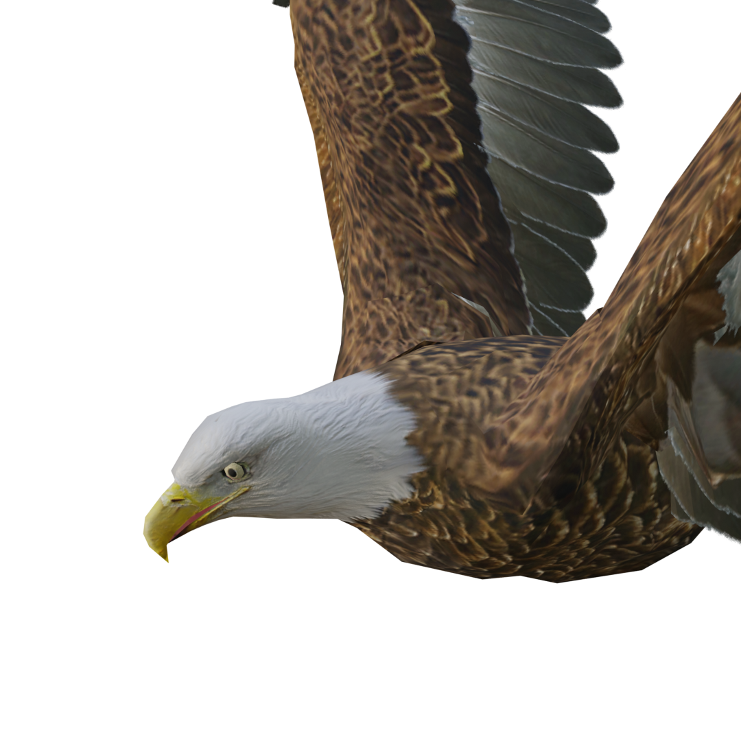 Flying Eagle Eagle Sculpture 3D animation model